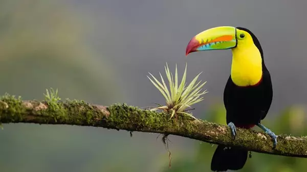 Коста-Рика закрыла все свои государственные зоопарки