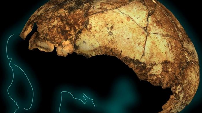 Найден древнейший череп Homo erectus
