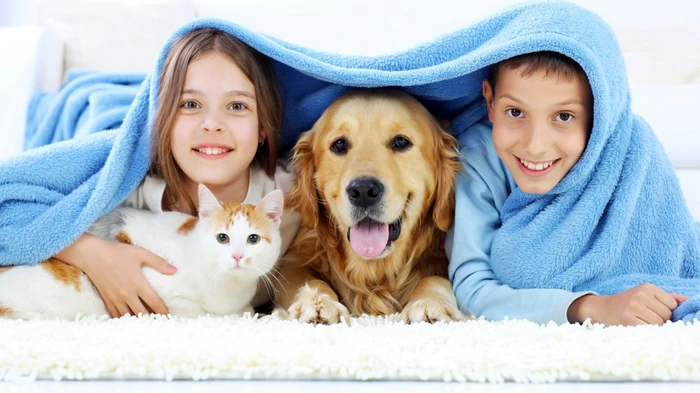 домашние животные