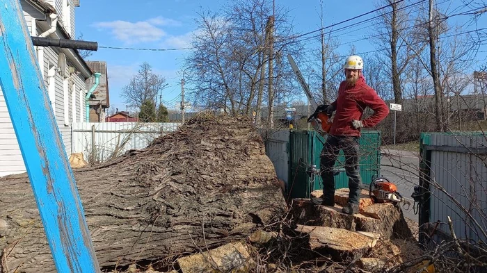 ручная валка деревьев