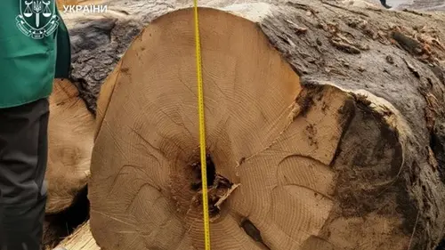 Вырубка ценных пород на 27 млн: буковинскому леснику объявили под...