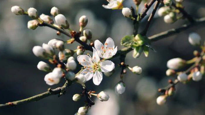 Быстрое потепление и грозы? Синоптики объяснили, каким может быть апрель в ...