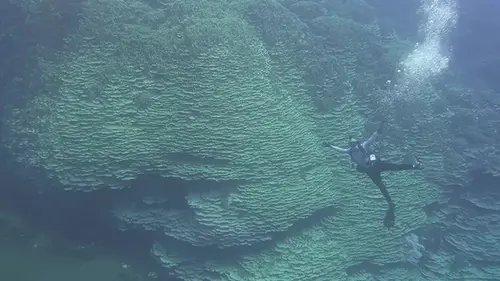 Ему не менее 2000 лет: в океане найден крупнейший в мире коралл (видео)