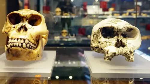 Самый ранний вид человека, возможно, вовсе не человек: что говорят ученые