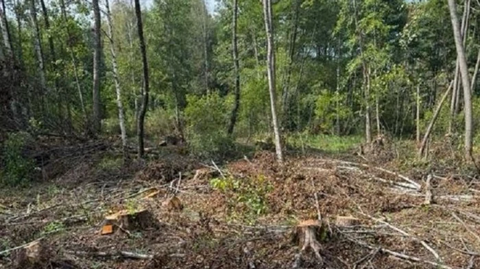 На Львовщине незаконно вырубили 19 тысяч деревьев на сумму 103 млн