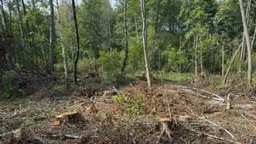 На Львовщине незаконно вырубили 19 тысяч деревьев на сумму 103 млн