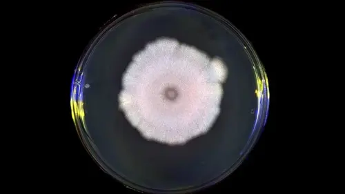 Не стоит верить всему, что говорят: дезинформацию впервые использовали вовс...