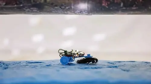 Сингапурские учёные создали киборгов-тараканов