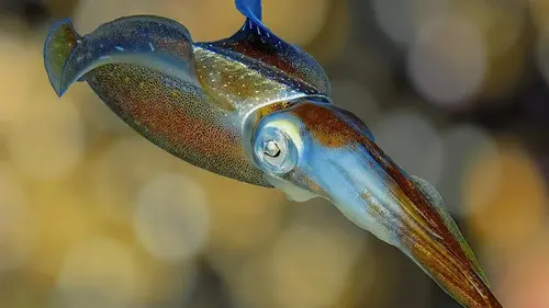 Загадочный ровесник динозавров дожил до наших дней: ученые поняли, как это произ...