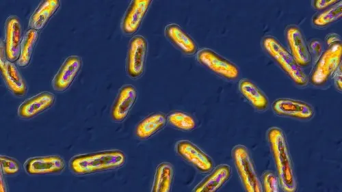 Прорыв в борьбе со смертельно опасными супербактериями: их «ахиллесова пята» най...