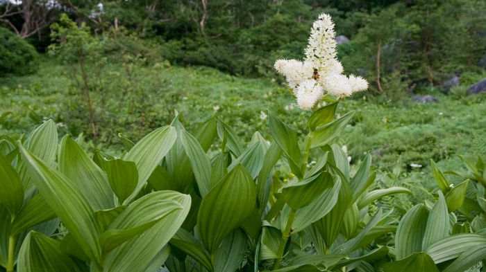 Во Львове умер врач после отравления «двойником» черемши, купленным на рынк...