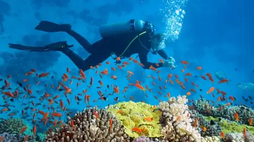 Подводные тайны: 6 мест, куда дайверы со всего мира мечтают попасть в 2026 ...