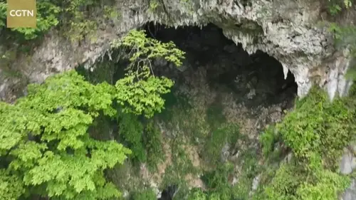 В Китае ученые обнаружили гигантский лес на глубине 200 метров под землей