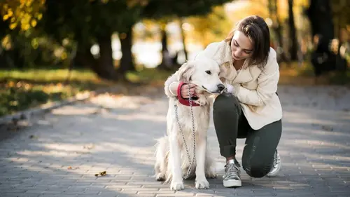 собака на прогулке