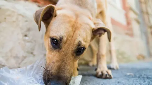 собака подбирает на улице