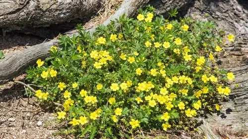 У маленьких желтых цветов найдены суперспособности: лучше антибиотиков спра...