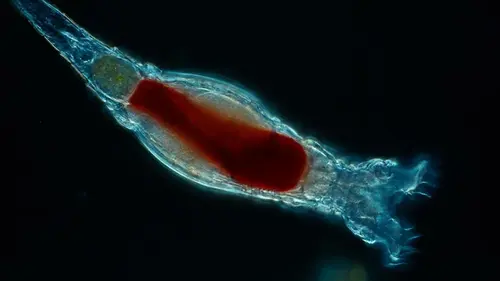 Ученые «оживили» древнее существо возрастом 24 тысячи лет, которое смогло р...