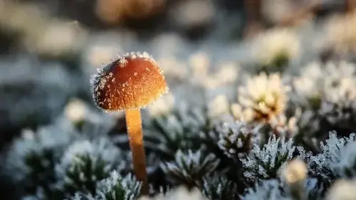 Некоторые грибы таинственным образом влияют на погоду: заимствовали ген у д...