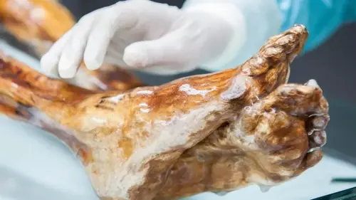 В мумии Этци нашли кое-что живое: 5300 лет во льду не смогли это убить (фото)