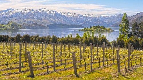 Винодельные области Новой Зеландии