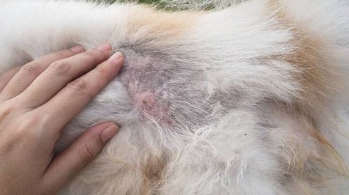 Как появляется стригущий лишай у собак и тяжело ли его лечить?