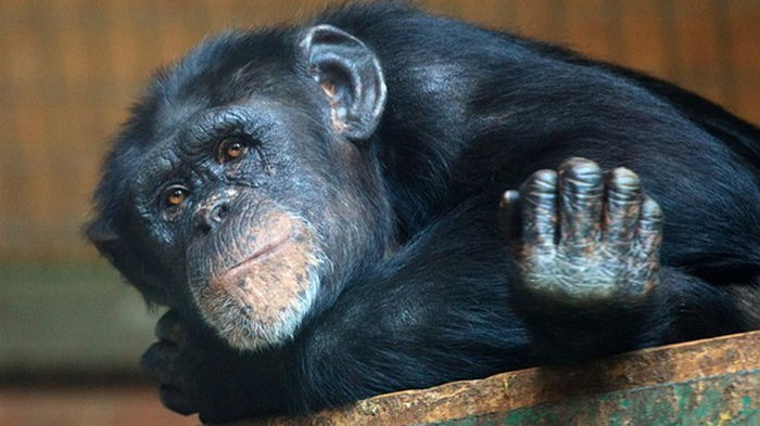 Бельгийке запретили посещать зоопарк из-за дружбы с шимпанзе