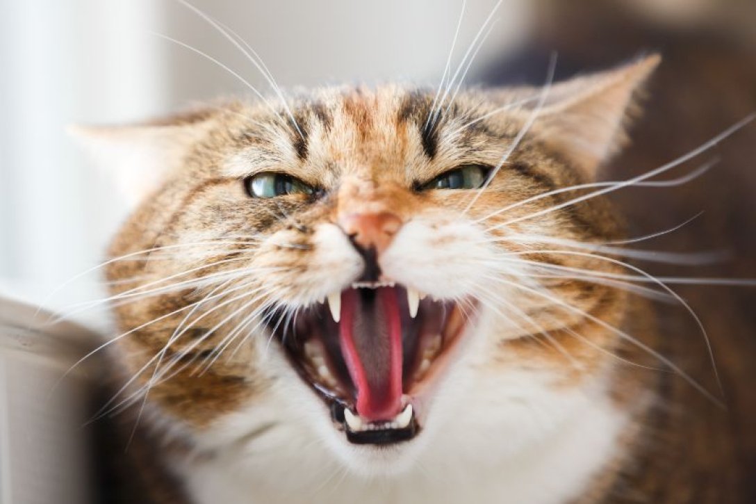 Ученые доказали, что домашним котам свойственна психопатия