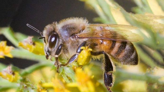 Зачем нужны препараты для пчел и в чем их преимущества