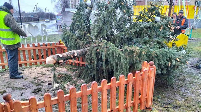 Под Ровно ветер сломал новогоднюю елку