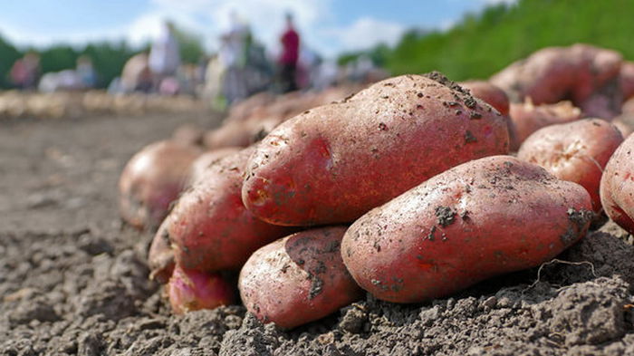 Беларусь прекратила импортировать картофель из Украины