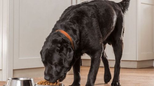 Сухой корм для собак Purina Pro Plan: состав, особенности и характерис