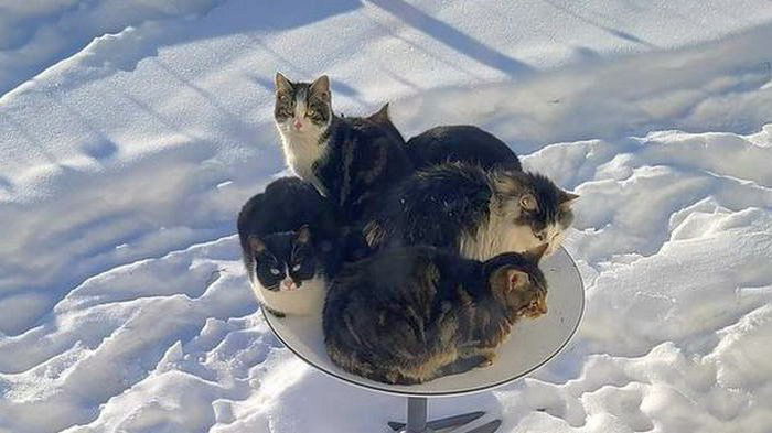 В Канаде коты «сломали» интернет Starlink: захватили спутниковую тарелку (фото)