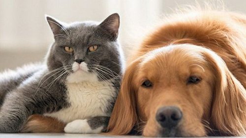 В Испании кошек и собак официально признали членами семьи