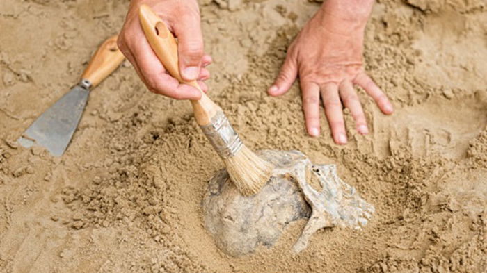 Под Днепром обнаружены останки человека возрастом семь тысяч лет (фото)