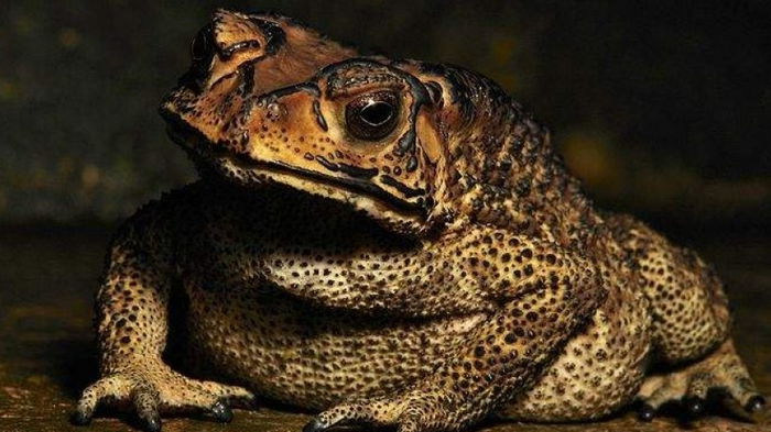 На Мадагаскаре азиатские жабы поставили под угрозу вымирания местную фауну