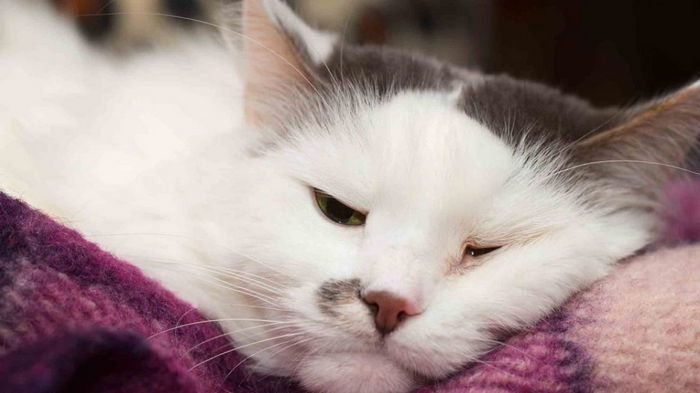 Ученые рассказали, почему кошки так много спят