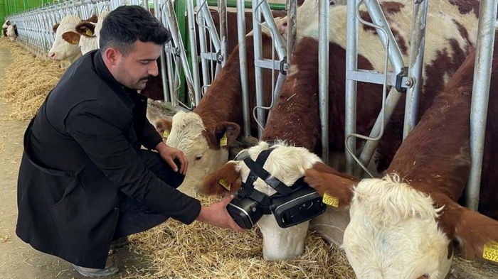 Фермер придумал, как с помощью виртуальной реальности заставить коров давать больше молока (видео)