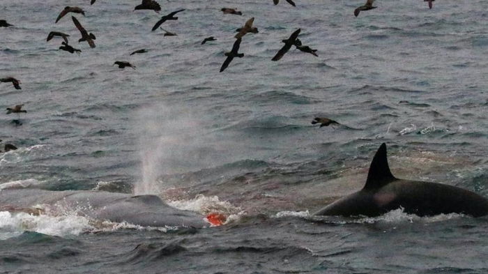 Ученые сообщили о пугающем событии: косатка впервые убила взрослого синего кита (видео)