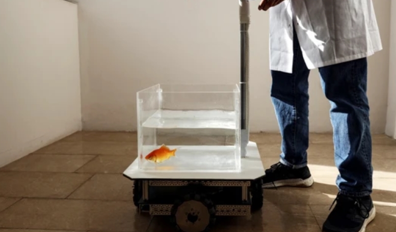 Ученые в Израиле научили золотую рыбку водить аквариум на колесах (видео)