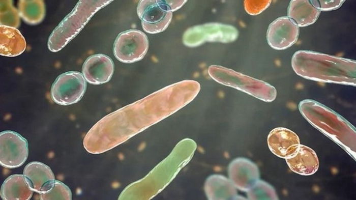 Кишечные микробы могут вызывать ожирение: ученые выяснили, как это происходит