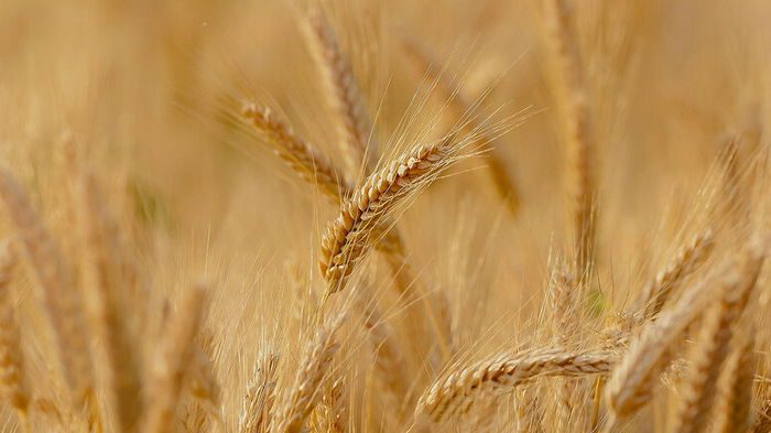 Казахстан вводит ограничение на экспорт зерна и муки
