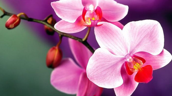 Магический смысл орхидеи в вашем доме