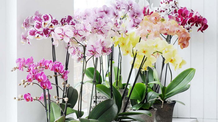 Орхидея будет буйно цвести круглый год: 9 важных правил, о которых знают не все