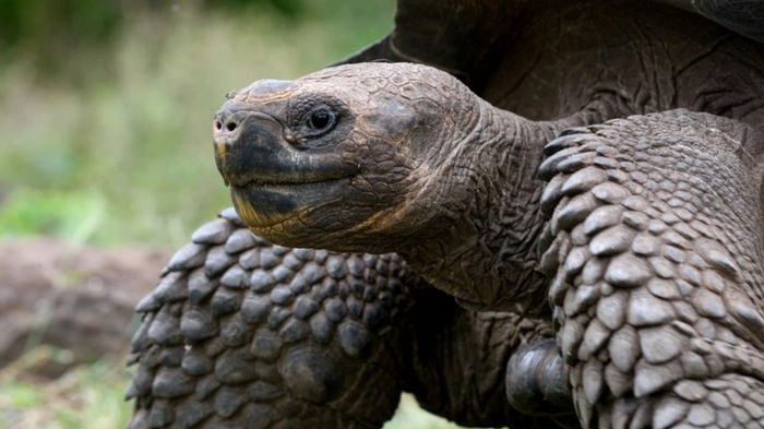 Ученые выяснили, как гигантские черепахи живут более 100 лет