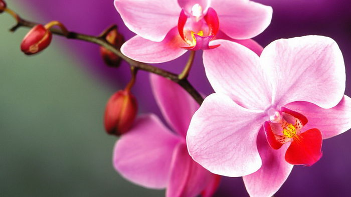 Орхидея фаленопсис: как ухаживать круглый год. Самый подробный план