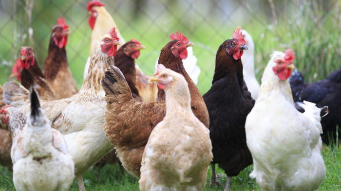 Фабрики по производству вирусов: как птицеводство может «подарить» миру новую пандемию