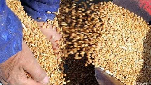 Германия планирует увеличить посевы пшеницы