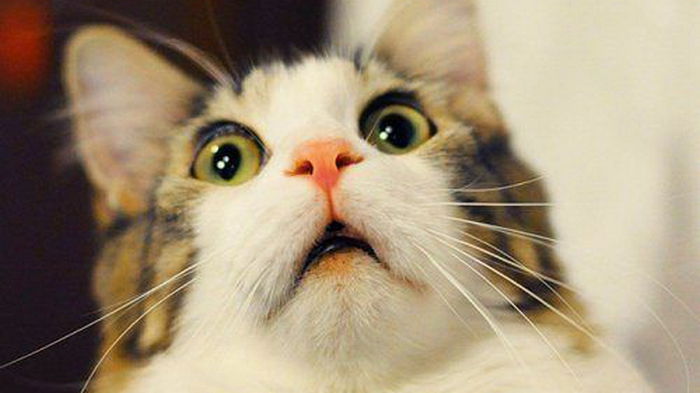 Ученые рассказали, почему домашние кошки не могут рычать