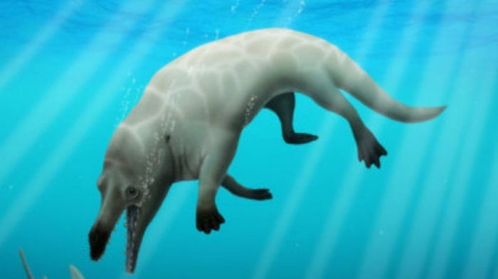 Ходили по морскому дну на четырех лапах: ученые нашли новый вид древних косаток