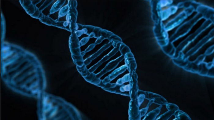 Ученые говорят, что Y-хромосома рано или поздно может исчезнуть